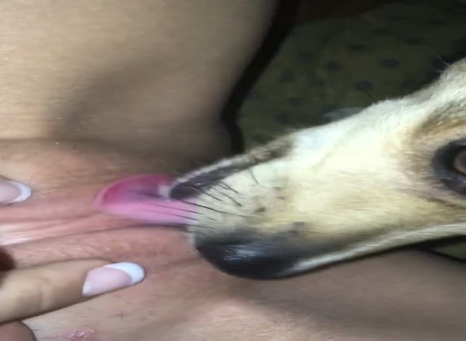 Pussy licking dog
